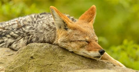 coyote sleeping habits